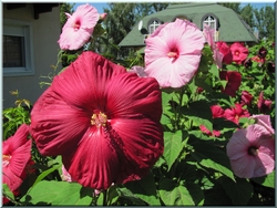 mocsári hibiszkusz